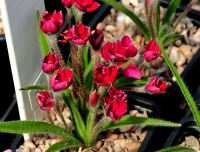 Deepest red semi double flowers